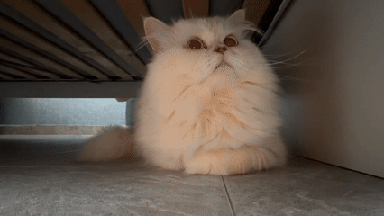 Domestic moments captured in Varna: Persian cat, dental remains