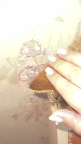 The video begins with a close-up of a tabby cat's head and ear, partially obscured by a blurry hand petting it. The background appears to be a wall with a floral pattern. The camera then shifts to a closer view of the cat's face, highlighting its green eyes and whiskers. The cat is looking directly at the camera. The next shot shows the cat from the side, with only half of its face visible, again with the floral patterned wall in the background. The final two shots show a close-up of the cat's face as it is being petted, with one eye squinted shut, and then a more intense close-up with its mouth slightly open, appearing to be enjoying the petting. The hand continues to pet the cat's head and face.