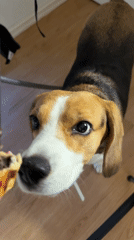 Beagle receives treat during indoor snack time