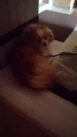 The video shows a small, fluffy dog with orange and white fur lying down on a light-colored surface. The dog is facing towards the right side of the frame and appears to be looking at something off-camera. A dark leash is attached to the dog's collar and extends to the right. The background is dimly lit, with a dark vertical object on the left and a lighter, textured surface with a patterned mat behind the dog. The scene appears to be indoors.