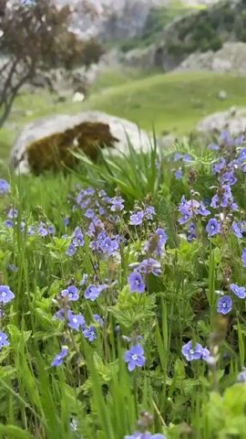 The video showcases a scenic landscape in what appears to be a mountainous region. The camera starts at ground level, focusing on a lush field of green grass interspersed with small blue flowers. A large rock covered in moss is partially visible in the background. As the camera angle elevates, it reveals a broader view of the landscape, including rolling green hills dotted with rocks and trees. In the distance, a towering mountain with a snow-capped peak stands prominently against a clear blue sky. The presence of trees and green vegetation suggests a vibrant and natural environment.