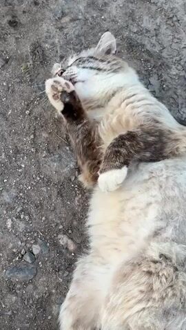 The video shows a cat lying on its back on the ground. The cat is grooming its paws with its tongue. The ground appears to be dirt and small stones. The cat has light brown and white fur with darker brown markings on its face and back. It is a medium-sized cat with long fur.