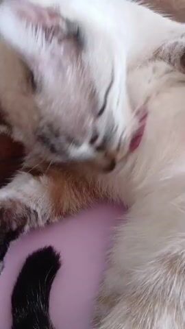 A close-up video captures a light-colored cat with tabby markings grooming itself indoors in Ciudad Guayana, Venezuela. The cat, which has white or cream fur with grey and brown stripes on its face and legs, is seen lying on a pink object, possibly a cushion or toy. Its blue or green eyes are visible as it meticulously licks its fur, with its pink tongue clearly seen in several frames. The cat appears relaxed and focused on its self-grooming routine. A portion of a black-furred tail is also visible on the pink surface. A wooden surface is discernible in the background.