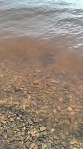 The video shows a body of water with ripples and waves. The water is murky and brown near the shore, with visible pebbles on the bottom. Further out, the water appears clearer and a lighter shade of blue. The sky is visible in the distance, with white clouds and a hazy horizon. The scene suggests an outdoor environment, likely a lake, river, or sea, under a cloudy sky. There are no people or specific objects clearly visible in the frame.
