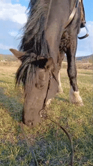 Saddled horse grazes in field under partly cloudy sky