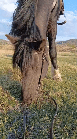 Saddled horse grazes in field under partly cloudy sky