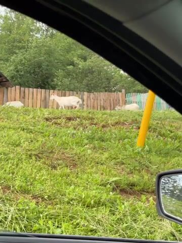 A video shows a white goat with short horns grazing in a grassy area near a wooden fence. The goat is facing left and appears to be moving towards the right. The fence is made of vertical wooden planks, some of which are weathered. In the background, there are green trees and bushes. The overall environment appears to be rural or a farm. The video is shot from a low angle, with grass in the foreground obscuring the lower part of the scene. There are a few small purple flowers visible in the grass. In one part of the video, another white goat is visible lying down behind the first goat. A yellow pole is also visible in the foreground in some frames, obscuring part of the view.