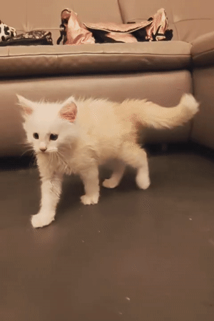 Maine Coon and kitten fill a quiet evening in Offwiller