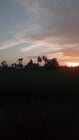 The video shows a silhouetted landscape at sunset. The sky is filled with soft clouds in shades of pink, orange, and blue. A bright sun is setting on the horizon, casting a warm glow. In the foreground, there is a dark silhouette of vegetation, possibly grass or bushes. Behind this, a field of green crops, likely rice paddies, is visible. A line of trees, including several tall palm trees, forms a dark silhouette against the sky. The overall impression is a peaceful rural scene at dusk. There are no people or any visible activity in the video.