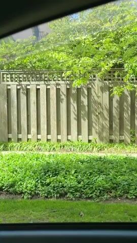 The view from a moving car shows a street lined with well-maintained houses and lush greenery. A weathered wooden fence with a lattice top is partially visible at first, followed by glimpses of houses with neatly trimmed lawns, trees, and bushes. A "No Parking" sign is also seen, indicating possible street maintenance. The scene is bright and appears to be filmed during daytime.