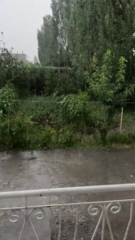 The video shows a residential yard during a rainstorm. Tall green trees line the back of the yard, with a house visible to the left. The foreground shows a wet paved area and a white railing. Rain is visible falling throughout the clip, with the wind causing some of the trees to sway.
