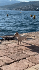 Coastal afternoon with dog, cruise ship, drinks documented