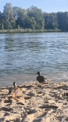 Lazy summer afternoon on a Kaliningrad lake with ducks and boats
