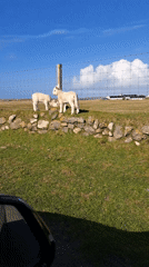 Lambs play on stone wall in Scottish field