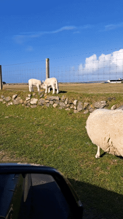 Lambs play on stone wall in Scottish field
