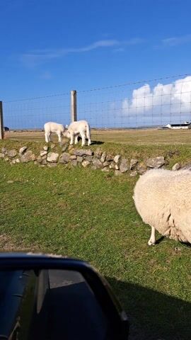 The video shows three lambs in a field with a clear blue sky and some clouds overhead. Two lambs are standing on a short stone wall near a fence line. They appear to be interacting, possibly nudging each other. The third lamb is grazing in the grass below the wall, to the right. A portion of a car's side mirror is visible in the lower left corner, suggesting the scene is being viewed from within a vehicle. The field is grassy and extends to a background area where some buildings can be seen. The weather appears sunny and pleasant.