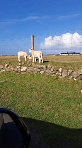 Lambs play on stone wall in Scottish field