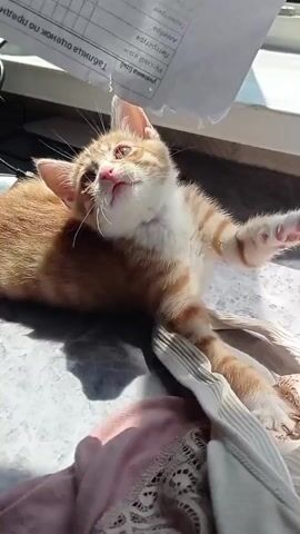 The video shows an orange and white kitten playing with a piece of paper hanging above it. The kitten is lying down on a surface that appears to be a windowsill. It paws at the paper, trying to catch it. In one shot, the kitten opens its mouth as if to bite the paper. The paper has some writing on it. There are also some clothes or fabric items on the surface near the kitten. Sunlight is streaming in from the right side of the frame, creating shadows.