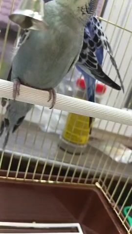 This is a close-up, shaky video of two budgies in a cage. The budgie in the foreground is light gray and facing the camera, perched on a white dowel. It has a green object above its head and a small bell hanging to its left. Its beak is slightly open, and it appears to be preening or looking up. The second budgie, blue with black markings, is partially visible behind the first and to the right, also perched on the dowel. The cage bars are visible, along with a brown tray at the bottom. The background is blurred, but hints of a wall and a yellow object suggest an indoor environment.