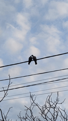 Two birds perch on power line in Vinnytsia