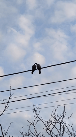 Two birds perch on power line in Vinnytsia