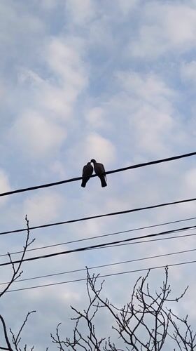 Two birds perch on power line in Vinnytsia