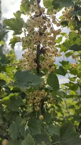 The video displays a close-up view of a white currant bush under bright sunlight. The camera focuses on a cluster of white currants hanging from a branch, with green leaves surrounding them. The sunlight shines through the leaves and the berries, creating a bright, almost translucent effect. The background is blurred, suggesting an outdoor setting with foliage and sky. The video is characterized by its static shot of the currants and leaves. No people or animals are visible.