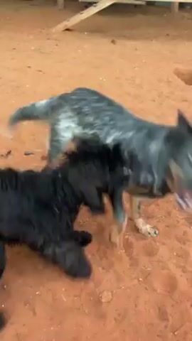 Two dogs, one black and one with a blue-grey dappled coat, are playfully wrestling in a dirt-covered area. The black dog has shaggy fur. The dappled dog is wearing a light green collar. They are in a fenced-in dog park or yard. There is a wooden plank structure in the background.