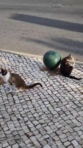 Two cats are sitting on a cobblestone sidewalk next to a street. A large green ball is situated between the cats. The cat on the left is white and brown, and it is looking to the left. The cat on the right is dark brown or black and is looking to the right. In the background, there is a street with cars and a white pickup truck parked. There are also houses with yellow and white walls. The sun is casting shadows on the ground.