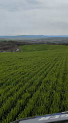 Spring crops growing in rural Bulgarian field