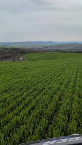 A verdant field stretches toward the horizon, framed by an overcast sky. The field, abundant with young, green crops arranged in neat rows, gently slopes downwards. In the distance, the landscape reveals a mix of trees, buildings, and rolling hills under the muted light. The perspective is from a slightly elevated position, potentially inside a vehicle or structure, as indicated by a dark, blurred object partially visible at the bottom of the frame.