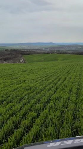 Spring crops growing in rural Bulgarian field