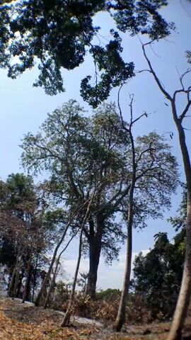 The video shows a low-angle shot looking up at a large tree with a wide canopy against a clear blue sky. Several other trees, some with bare branches, are visible in the foreground and on the sides. The ground is covered with dry leaves and debris. The lighting suggests it is daytime, possibly late morning or early afternoon. There are no people or animals visible in the frame. The overall environment appears to be a wooded or forested area.