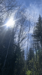 Forest path documented under blue sky with mixed trees