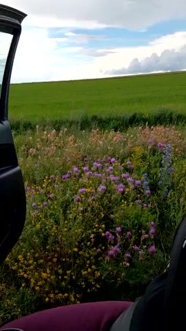 This media file captures a serene natural scene, likely in Vozdvizhenka, Russia, with a focus on a vibrant field of wildflowers. The foreground features a portion of an open car door, suggesting that someone is either arriving at or departing from this location. A person's arm and shoulder are visible in the bottom right corner, indicating their presence in the vehicle.

The primary subjects are the wildflowers, a dense tapestry of purple, yellow, and pink blooms interspersed with green foliage. Tall, slender stalks of blue flowers, possibly delphiniums, also stand out amongst the medley. Beyond the field of flowers, a vast, undulating green field stretches towards the horizon, creating a sense of depth and expanse. The sky above is a mix of blue patches and soft, white clouds, indicative of partly cloudy weather.

The lighting suggests it is daytime, possibly late afternoon given the soft, diffused light. The overall mood is peaceful and idyllic, evoking a sense of natural beauty and tranquility. The open car door and the presence of a person imply a moment of pause or observation, perhaps a stop to appreciate the scenic landscape or a break during a journey. No text is visible in the media file.