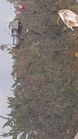 The video shows a narrow, rectangular channel of murky water. The channel is lined with concrete on the left side and a rough, moss-covered embankment with some vegetation on the right. The water contains several small red and white fish, along with fallen red flowers and leaves. There are also pieces of debris in the water, including what appears to be a crushed plastic cup and some other small, dark objects. In the upper left corner of the frame, near the concrete edge, there is a submerged object that resembles a broken camera or electronic device. The water surface is rippled, suggesting a slight current or disturbance. The lighting is overcast, creating a muted and somewhat somber atmosphere. The camera angle is overhead, looking down into the channel.