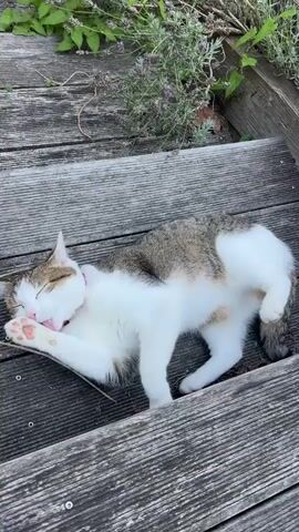 A cat is lying on its back on a wooden surface. A hand enters the frame and pets the cat's belly. The cat rolls slightly and its paw is visible. The hand continues to pet the cat. The cat's eyes are open and it looks at the camera. The background is out of focus and shows green plants.