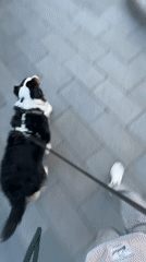 Dog walker strolls Moscow waterfront with harnessed Border Collie