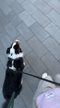 Dog walker strolls Moscow waterfront with harnessed Border Collie