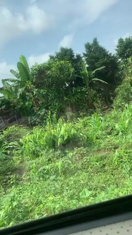 The video begins inside a vehicle, looking out the passenger window at a lush green landscape with trees and grass. A sticker is visible on the window. The camera pans to the right, showing a dirt road with green plants on either side. A tall utility pole stands on the left, and a pile of dry branches and leaves is visible near the road. In the background, there are various trees and a building with a black water tank on its roof. The vehicle appears to be moving slowly along the dirt road, and the camera continues to capture the green vegetation and a glimpse of the sky.