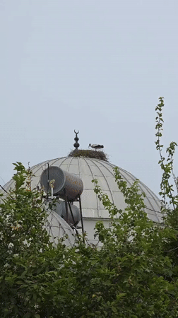 Stork nests atop mosque dome in Fethiye, Turkey