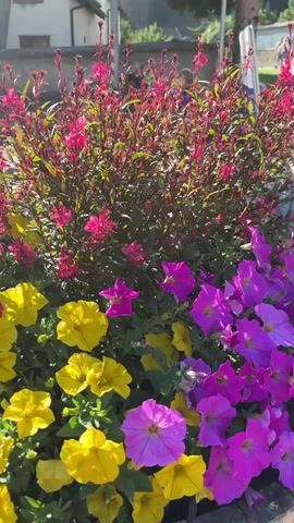 The video shows a close-up of a flower bed with pink and purple petunias and yellow flowers. The camera then pans up and to the right to reveal a street scene with a church tower, a bicycle, and more flower planters. The church tower has a clock and a spire. There is a bench and a wall in the foreground. The sky is blue with the sun shining. The video appears to be shot in a European village.