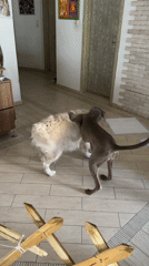 Two dogs play together in Plovdiv home Sunday morning