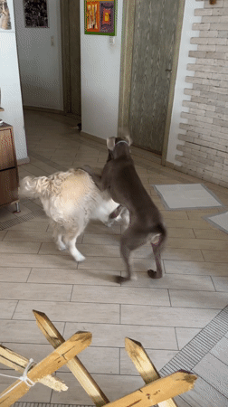 Two dogs play together in Plovdiv home Sunday morning