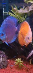 Aquarium with colorful discus fish recorded in Israel