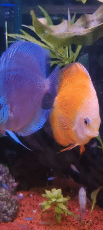 Aquarium with colorful discus fish recorded in Israel