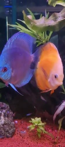 Aquarium with colorful discus fish recorded in Israel