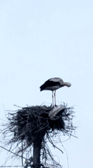 White stork observed on branch nest against clear sky
