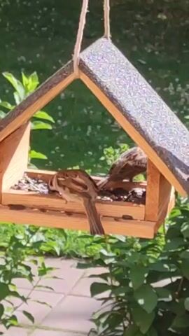 A bird feeder hangs from a rope outdoors. A sparrow is perched on the edge of the bird feeder, eating seeds. The background shows green foliage and some paving stones. The bird moves its head down to eat and then looks up. The scene is illuminated by natural daylight.