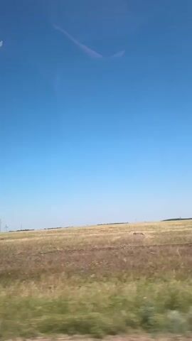 This video captures a view from inside a vehicle traveling through a flat, open landscape. The sky is a clear, bright blue, with only faint wisps of clouds visible. The landscape consists of a field of dry, golden-brown grass, interspersed with patches of green vegetation. In the distance, the horizon is flat and appears to be lined with some structures, possibly utility poles or wind turbines. The video also shows glimpses of the vehicle's interior, including a side mirror and the reflection of a person's head in the upper part of the frame. The motion blur indicates the vehicle is in transit. The overall impression is one of a wide, open, and somewhat arid environment under a clear sky.